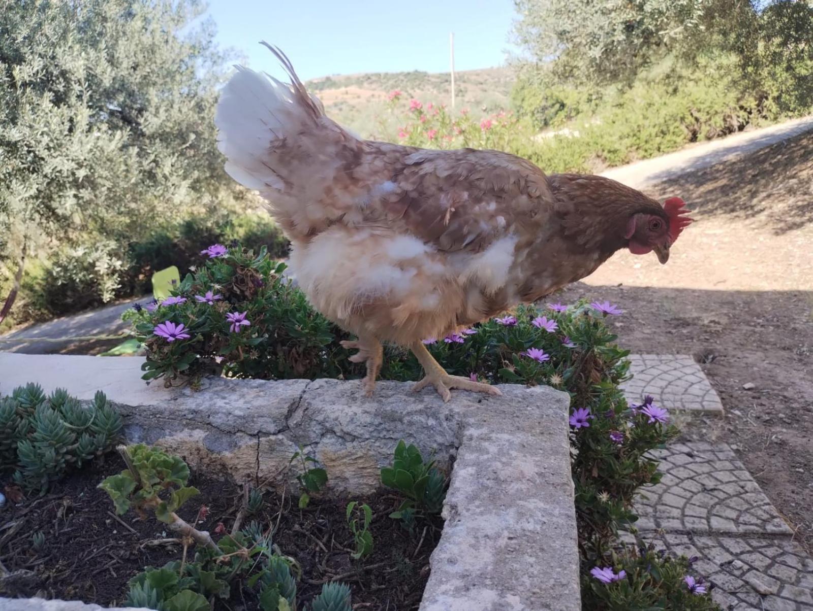 Ronnavona Casa Vacanze B&B Chiaramonte Gulfi Kültér fotó